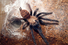 Chilobrachys fimbriatus - Indian Violet Tarantula for Sale | Live Arrival Guarantee