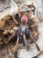 Cilantica devamatha – Psychedelic Earth Tiger Tarantula | Stunning Psychedelic Colors | Live Arrival Guarantee