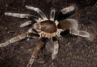 Hysterocrates gigas - Cameroon Red Baboon Spider Tarantula