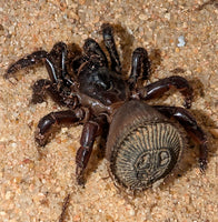 Cyclocosmia latusicosta – Vietnamese Oreo Butt Trapdoor Spider | Disc-Abdomen Mygalomorph | Live Arrival Guarantee