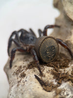 Cyclocosmia latusicosta – Vietnamese Oreo Butt Trapdoor Spider | Disc-Abdomen Mygalomorph | Live Arrival Guarantee