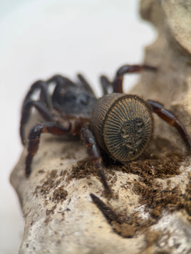 Cyclocosmia latusicosta – Vietnamese Oreo Butt Trapdoor Spider | Disc-Abdomen Mygalomorph | Live Arrival Guarantee