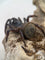 Cyclocosmia latusicosta – Vietnamese Oreo Butt Trapdoor Spider | Disc-Abdomen Mygalomorph | Live Arrival Guarantee