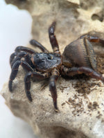 Cyclocosmia latusicosta – Vietnamese Oreo Butt Trapdoor Spider | Disc-Abdomen Mygalomorph | Live Arrival Guarantee