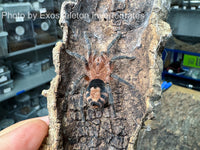 Cyriocosmus perezmilesi - Bolivian dwarf beauty tarantula