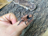 Cyriocosmus perezmilesi - Bolivian dwarf beauty tarantula