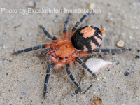 Cyriocosmus perezmilesi - Bolivian dwarf beauty tarantula