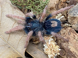 Cyriocosmus aueri – Peruvian Dwarf Red Leg Tarantula | Tiny Jewel with Ruby Legs | Live Arrival Guarantee