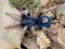 Cyriocosmus aueri – Peruvian Dwarf Red Leg Tarantula | Tiny Jewel with Ruby Legs | Live Arrival Guarantee