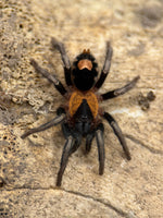 Cyriocosmus elegans – Trinidad Dwarf Tarantula | Adorable Heart Butt Dwarf | Live Arrival Guarantee