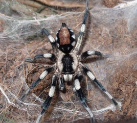 Cyriocosmus ritae – Peruvian Black & White Dwarf Tarantula | New World | Live Arrival Guarantee