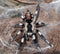 Cyriocosmus ritae – Peruvian Black & White Dwarf Tarantula | New World | Live Arrival Guarantee