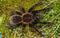 Haplopelma doriae – Kalimantan Orange Fringe Tarantula (Cyriopagopus doriae) | Fiery Asian Beauty | Live Arrival Guarantee