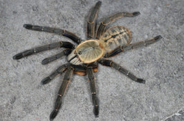 Melopoeus sp Nhen Dep – Nhen Dep Earth Tiger Tarantula (Cyriopagopus sp Nhen Dep) | Vietnamese Tiger Jewel | Live Arrival Guarantee