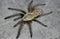 Melopoeus sp Nhen Dep – Nhen Dep Earth Tiger Tarantula (Cyriopagopus sp Nhen Dep) | Vietnamese Tiger Jewel | Live Arrival Guarantee