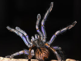 Melopoeus albostriatus – Thai Purple Zebra Tarantula (Cyriopagopus albostriatus) | Stunning Striped Asian Earth Tiger | Live Arrival Guarantee