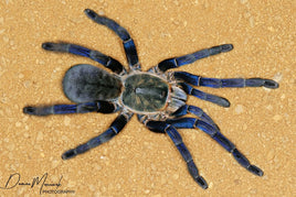 Melopoeus lividus – Cobalt Blue Tarantula (Cyriopagopus lividus) | Electric Blue Old World Fossorial | Live Arrival Guarantee