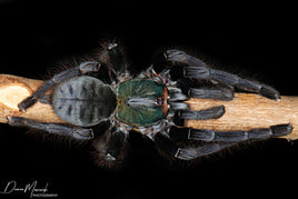 Omothymus sp Valhalla – Emerald Shadow Tree Spider (Cyriopagopus sp Valhalla) | Rare Emerald Green Old World Arboreal | Live Arrival Guarantee
