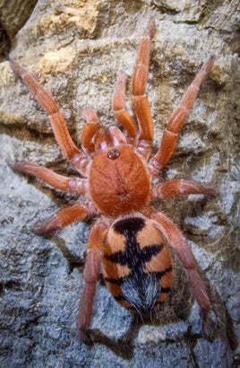 Devicarina guidonae – Saffron Dwarf Pumpkin Tarantula | Ultra-Rare Miniature Species | Live Arrival Guarantee
