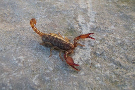 Diplocentrus spitzeri – Ruby Rock Scorpion | Live Arrival Guarantee