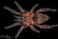 Dolichothele rufoniger - Neon Purple Blast Tarantula for Sale | Live Arrival Guarantee