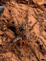 Dolomedes okefinokensis – Okefinokee Giant Fishing Spider | Massive Native Semi-Aquatic Spider | Live Arrival Guarantee