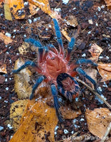 Cyriocosmus perezmilesi - Bolivian dwarf beauty tarantula - HEART BUTT