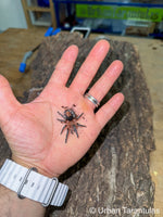 Cyriocosmus perezmilesi - Bolivian dwarf beauty tarantula - HEART BUTT