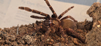 Ephebopus rufescens – Red Skeleton Tarantula | Live Arrival Guarantee