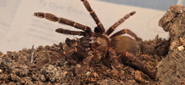 Ephebopus rufescens – Red Skeleton Tarantula | Live Arrival Guarantee