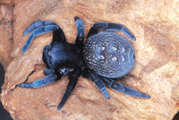 Eresus walckenaeri – Greek Velvet Spider | Adorable Live Plushy Spood | Live Arrival Guarantee