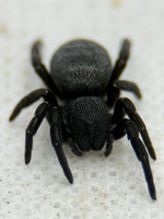 Eresus walckenaeri – Greek Velvet Spider | Adorable Live Plushy Spood | Live Arrival Guarantee