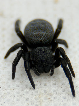 Eresus walckenaeri – Greek Velvet Spider | Adorable Live Plushy Spood | Live Arrival Guarantee