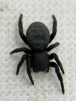 Eresus walckenaeri – Greek Velvet Spider | Adorable Live Plushy Spood | Live Arrival Guarantee