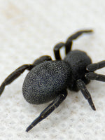 Eresus walckenaeri – Greek Velvet Spider | Adorable Live Plushy Spood | Live Arrival Guarantee