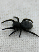 Eresus walckenaeri – Greek Velvet Spider | Adorable Live Plushy Spood | Live Arrival Guarantee
