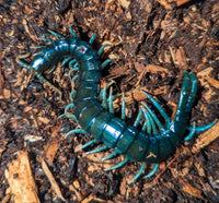 Ethmostigmus sp. 'Borneo Blue' – Borneo Blue Centipede | Electric Blue Giant Centipede | Live Arrival Guarantee