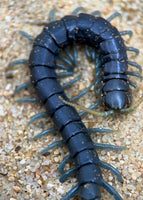 Ethmostigmus sp. 'Borneo Blue' – Borneo Blue Centipede | Electric Blue Giant Centipede | Live Arrival Guarantee