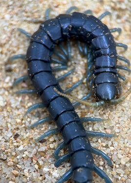 Ethmostigmus sp. 'Borneo Blue' – Borneo Blue Centipede | Electric Blue Giant Centipede | Live Arrival Guarantee