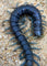 Ethmostigmus sp. 'Borneo Blue' – Borneo Blue Centipede | Electric Blue Giant Centipede | Live Arrival Guarantee
