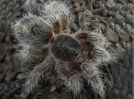 Euathlus sp. Bronce – Chilean Bronze Flame Tarantula | Rare Dwarf New World Species | Live Arrival Guarantee
