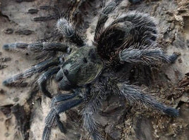 Euathlus manicatus ‘Black’ – Chilean Black Flame Tarantula | Rare Dwarf New World Species | Live Arrival Guarantee