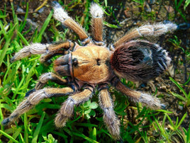 Euathlus manicatus ‘Gold’ – Chilean Golden Flame Tarantula | Rare Dwarf New World Species | Live Arrival Guarantee