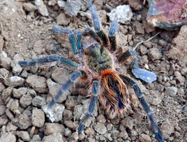Euathlus sp Smaragd Tiger – Chilean Emerald Tiger | Metallic Green Striped Beauty | Live Arrival Guarantee