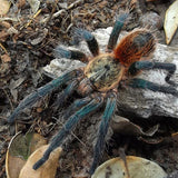 Euathlus sp Smaragd Tiger – Chilean Emerald Tiger | Metallic Green Striped Beauty | Live Arrival Guarantee