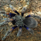 Euathlus truculentus 'Blue' – Chilean Blue Beauty | Stunning Blue Femur Jewel | Live Arrival Guarantee