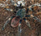 Euathlus truculentus ‘Hermosa’ – Chilean Emerald Beauty Tarantula | Rare Dwarf New World Species | Live Arrival Guarantee