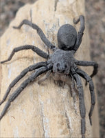 Geolycosa rafaelana – Burrowing Wolf Spider | Live Arrival Guarantee