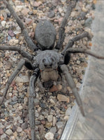 Geolycosa rafaelana – Burrowing Wolf Spider | Live Arrival Guarantee