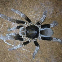 Hysterocrates gigas - Cameroon Red Baboon Spider Tarantula